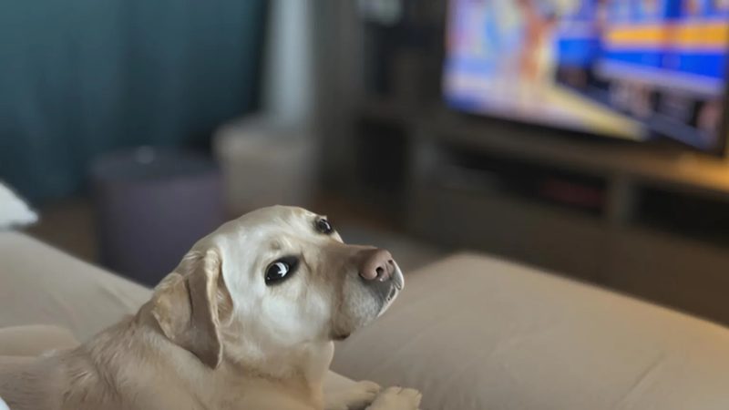 TV for dogs booms but are they watching?