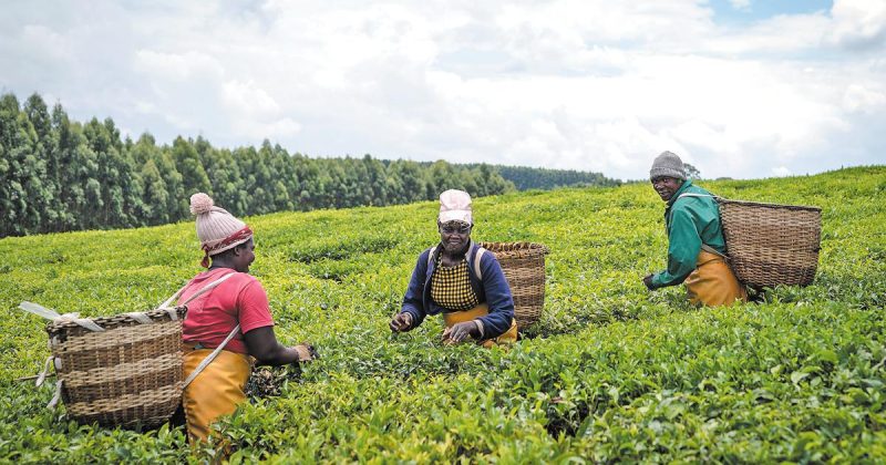 Kenyan tea farmers brace for tough year amid Middle East conflict