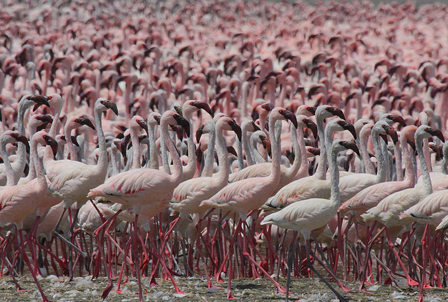 Lesser-Flamingo-(2)