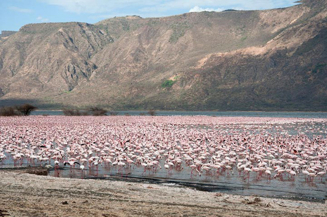 bogoria-(2)