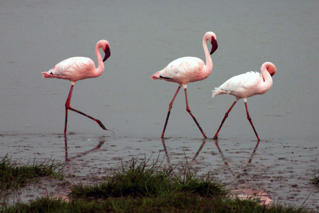 pink-Lesser-flamingos-(3)