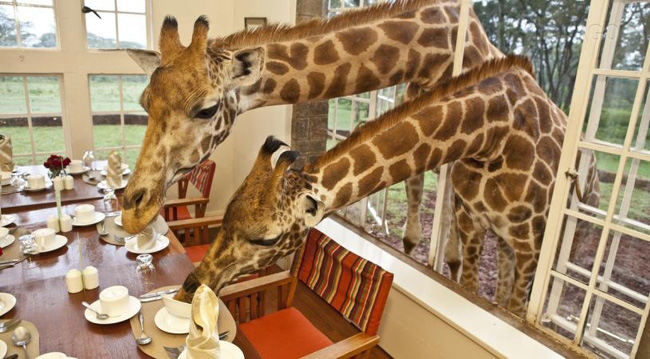Giraffe-Manor