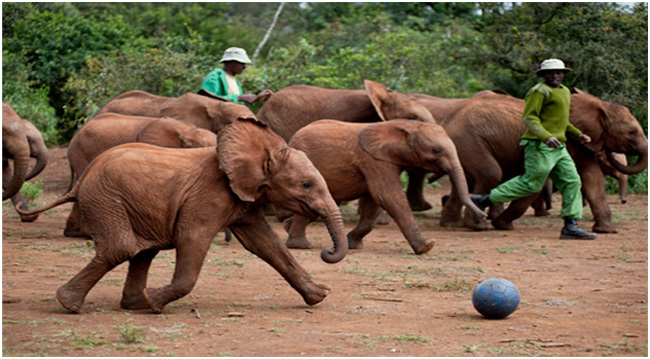 elephants