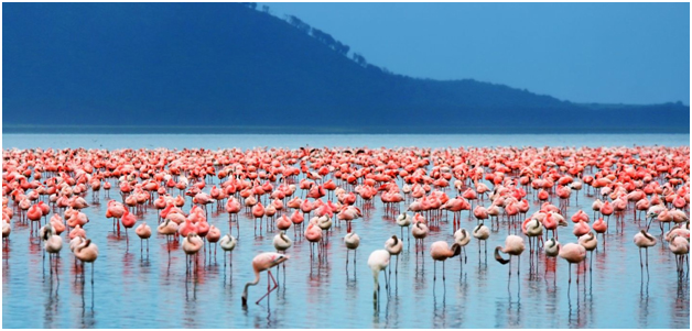 Lake-Nakuru