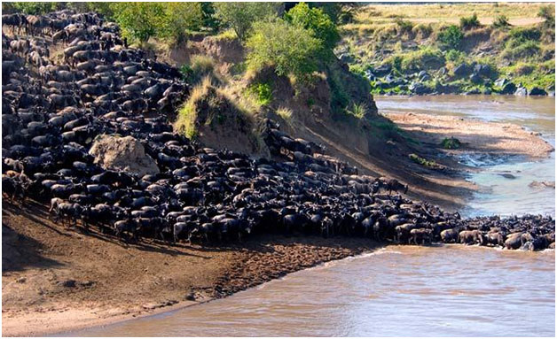 MAASAI-MARA
