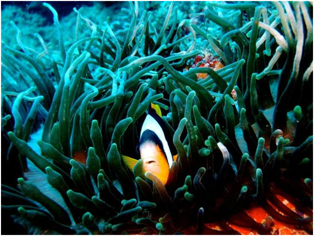 MARINE-PARK