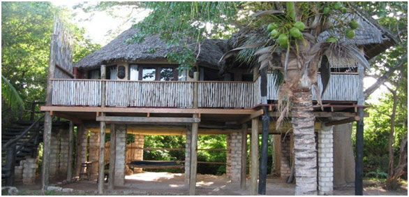 cove-tree-house