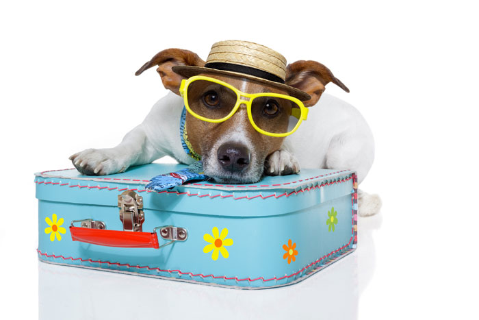 Traveling-with-pets
