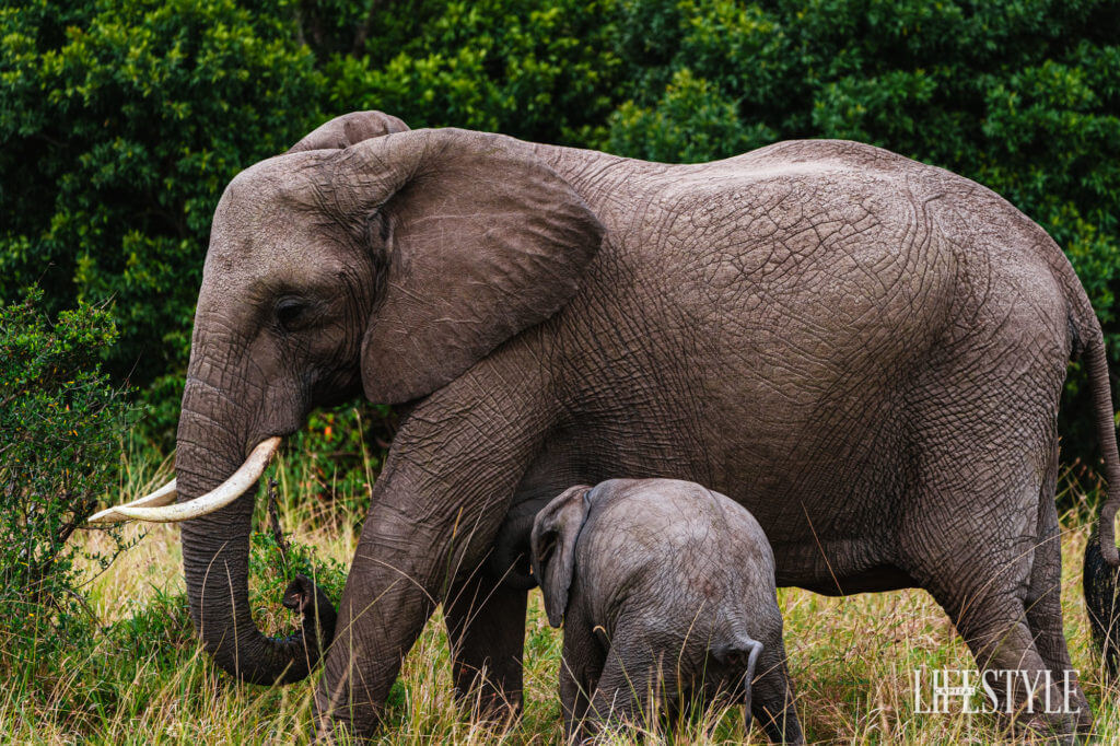 #WorldElephantDay: 5 Fascinating Facts About These Gentle Giants