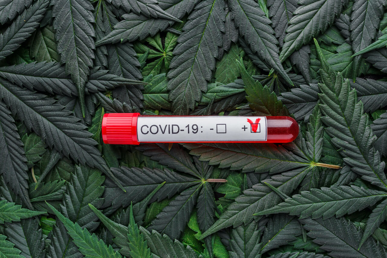 Compounds in Marijuana Preventing COVID-19 Infection