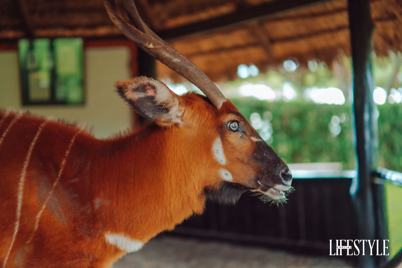 Conservation of the Mountain Bongo at Fairmont Mount Kenya Safari Club