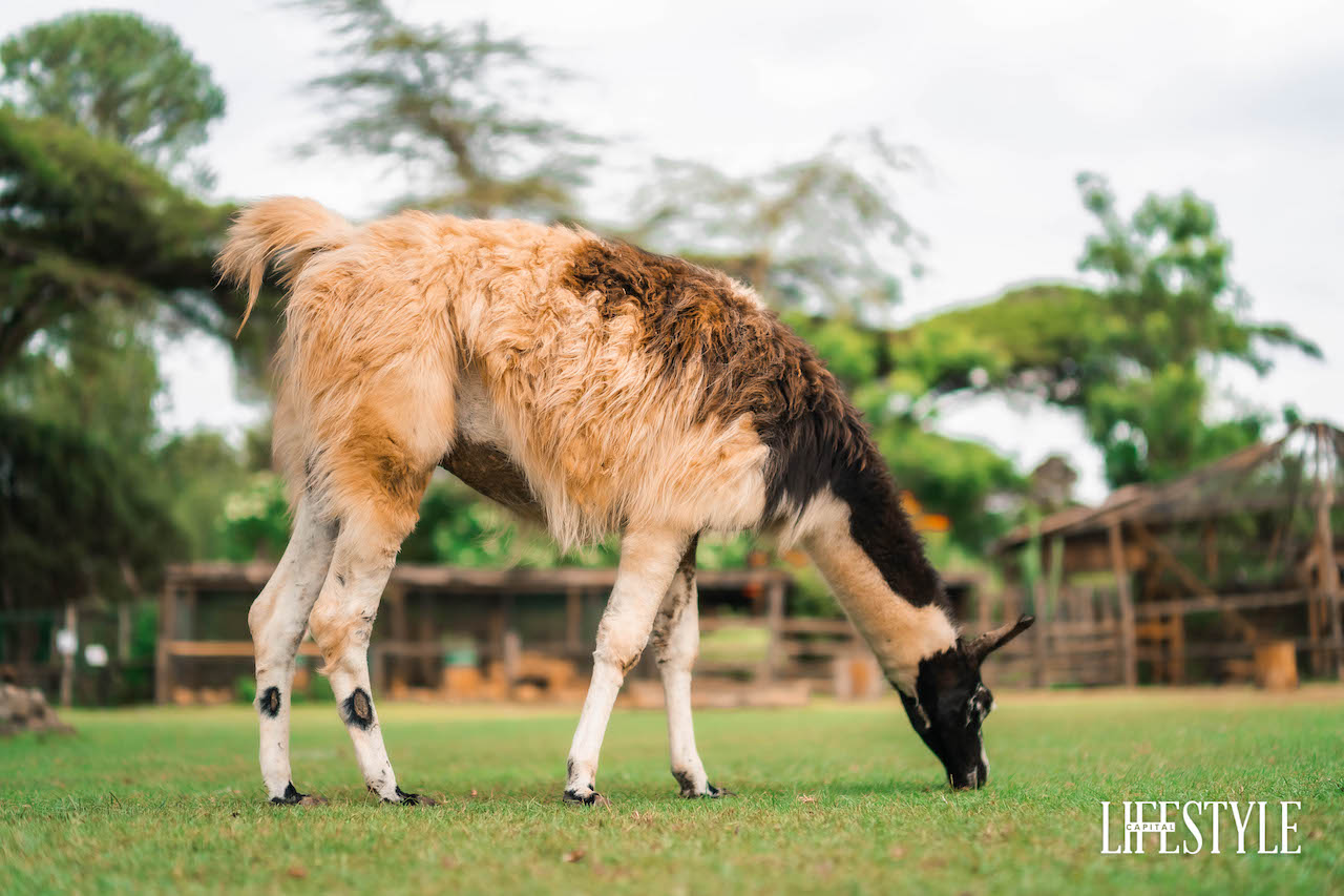 Llama Milk: Insights, Benefits & Downsides