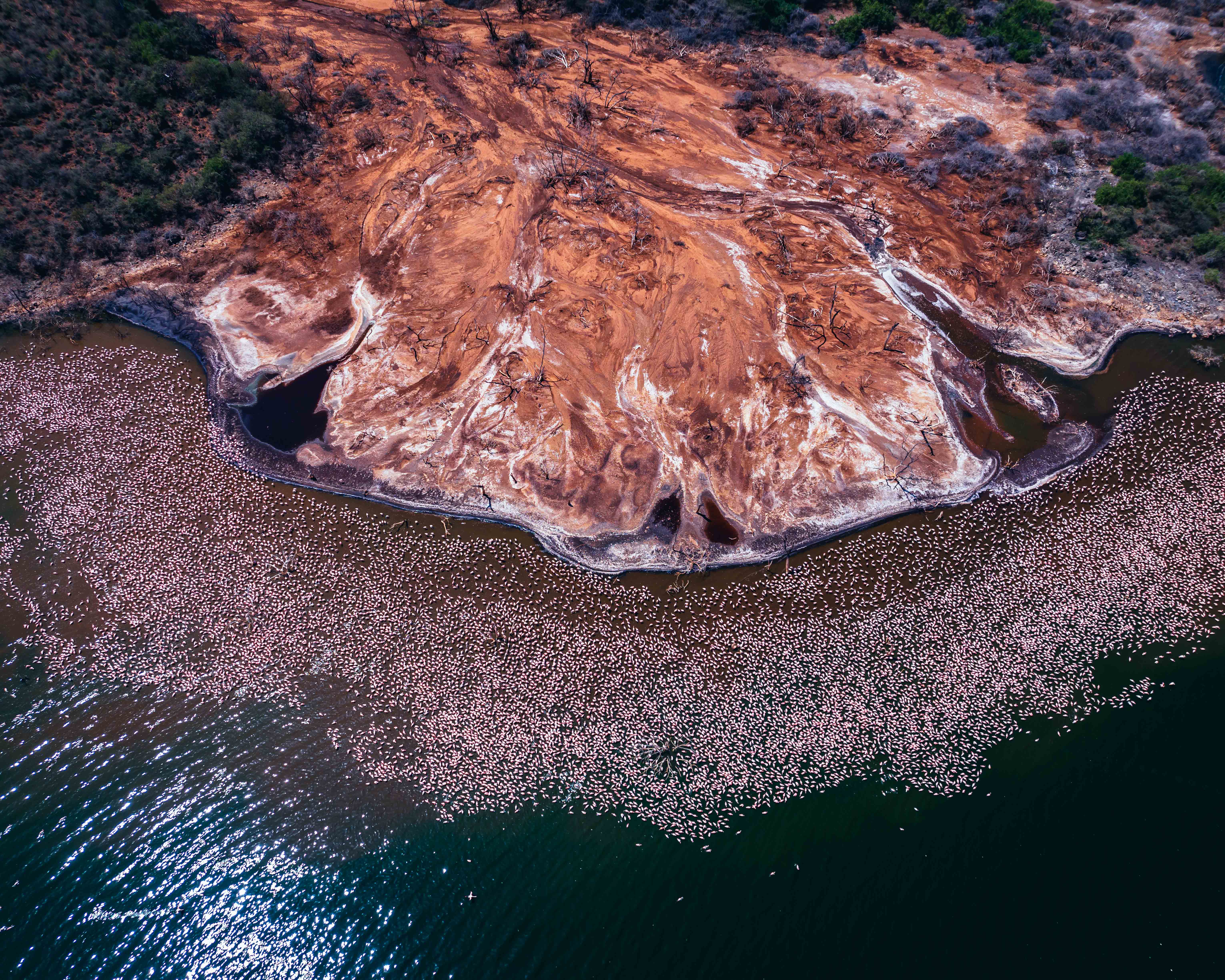 Photos: Pink Flamingos of Lake Bogoria, Kenya