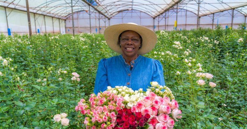 From Kenya to the World: How Kenyan Roses Grace And Define Valentine’s Day Worldwide
