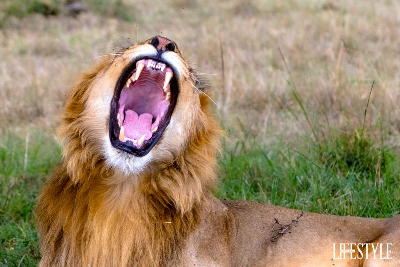 Champagne in the Bush, Lions on the Horizon: A Safari Like No Other at Olare Mara Kempinski, Masai Mara