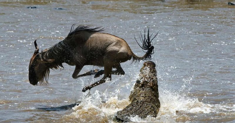 Maasai Mara Joins the World Book of Records, UK for Greatest Wildlife Migration