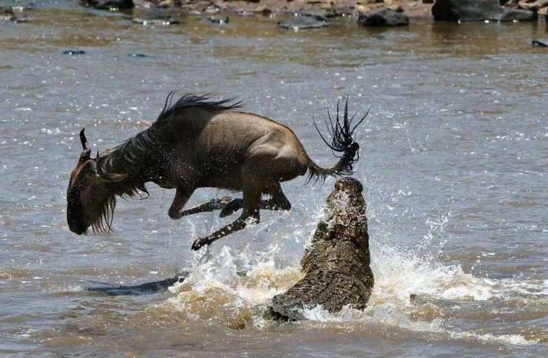Maasai Mara Joins the World Book of Records, UK for Greatest Wildlife Migration