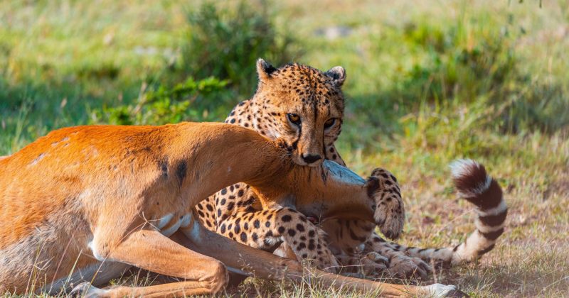 9 Wild & Wonderful Experiences to Look Forward to in Maasai Mara This August