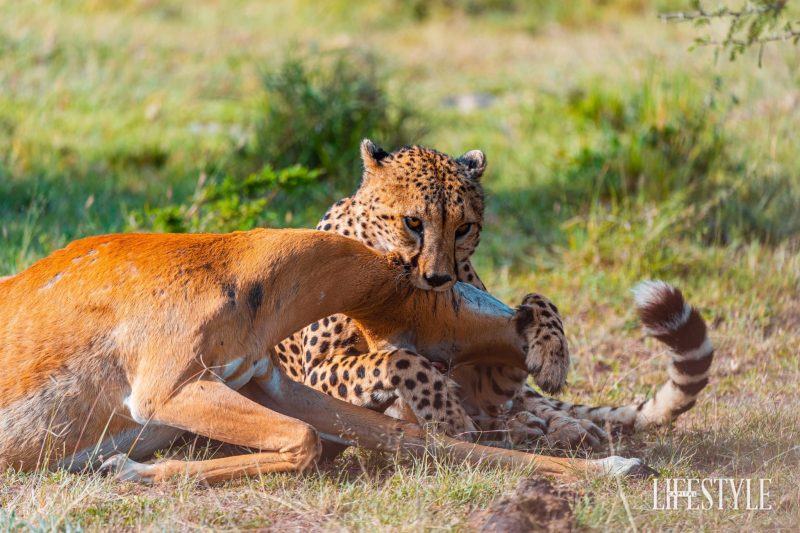 9 Wild & Wonderful Experiences to Look Forward to in Maasai Mara This August