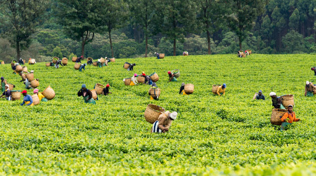 Finlays to sell its Kenyan tea estates to Brown investments