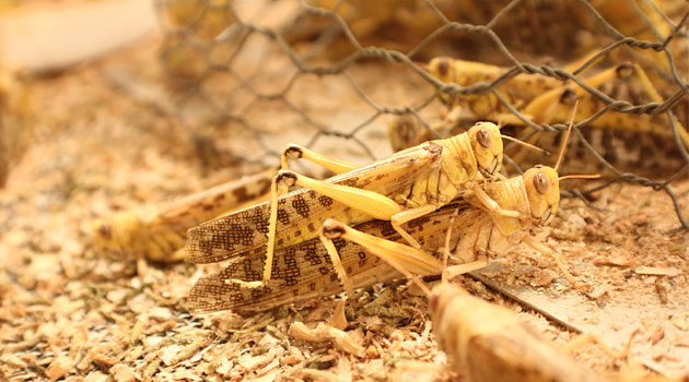 Leaders appeal for help after locusts invade farms in north Kenya