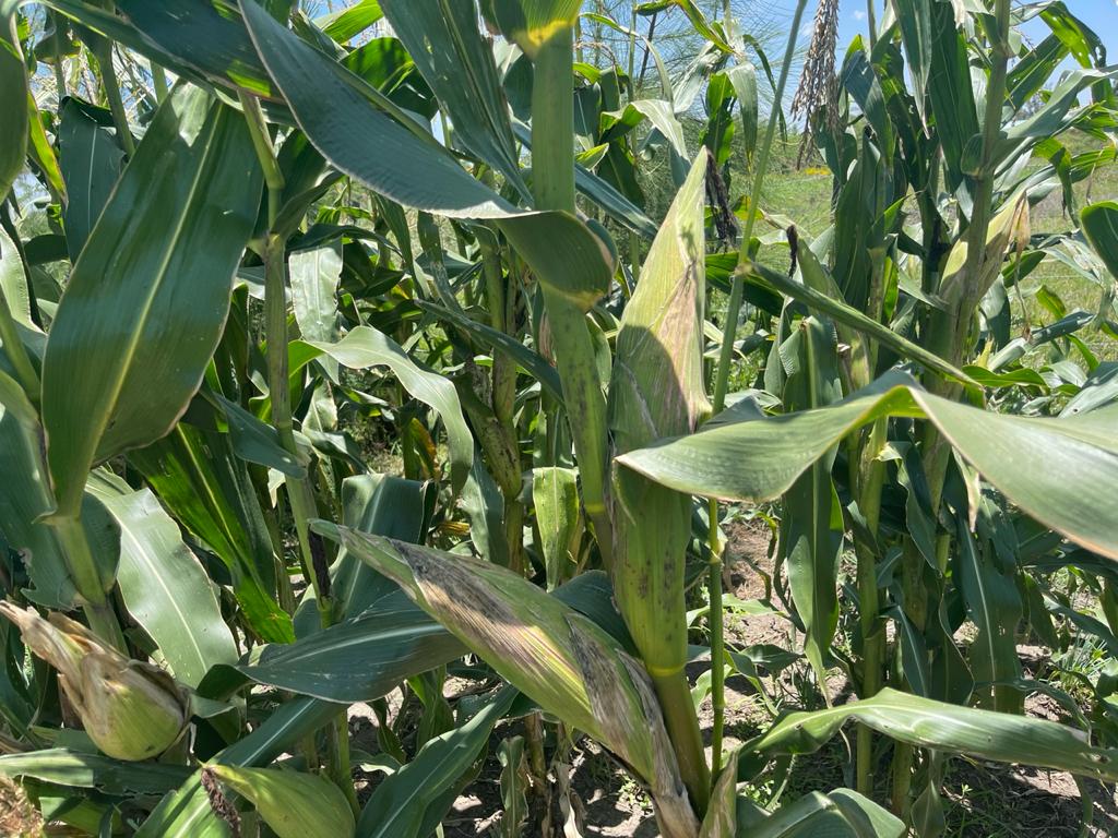 Data on weather and use of technology critical in improving food security