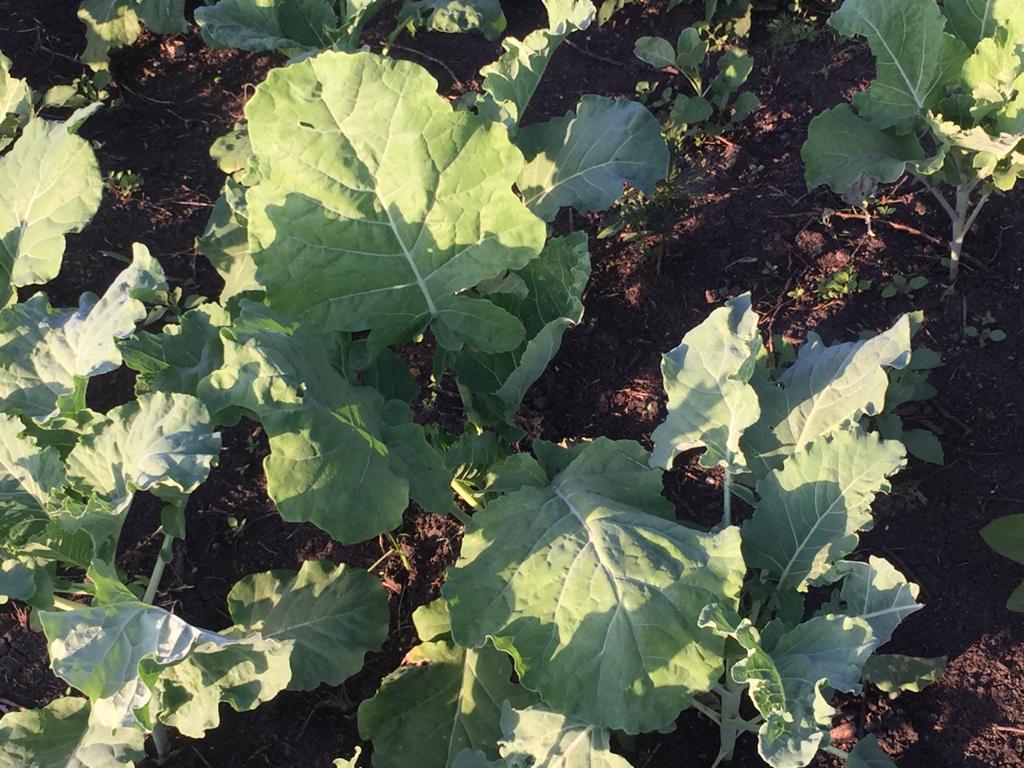 Farmers urged to cut use of hazardous pesticides