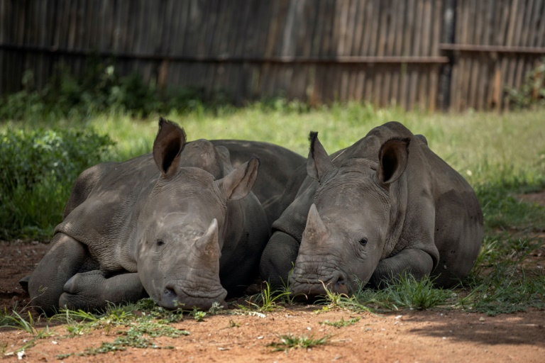 Kenya records rise in Rhino population due to intensified war on poaching