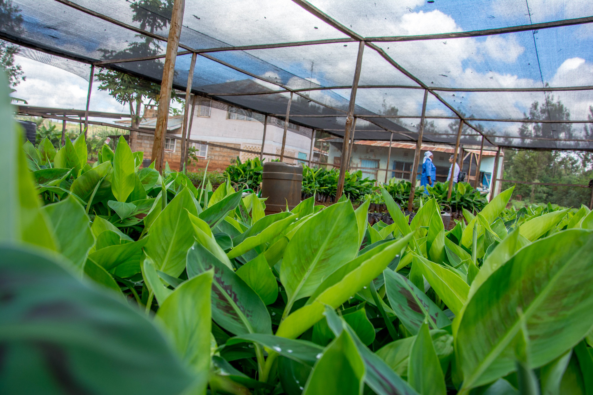 Industrial agriculture is no solution for Africa