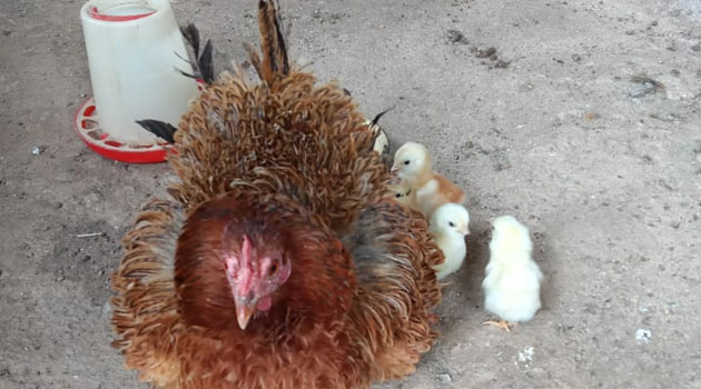 Busia man stoned to death on suspicion of stealing chicken