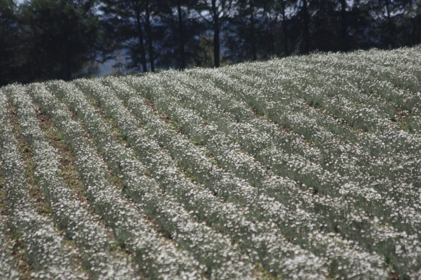 Pressure piles on FAO to ban harmful chemicals in favour of natural pesticides like Pyrethrum