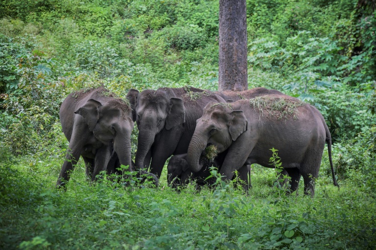 Tanzanian army develops “thunder flash” for driving away marauding elephants