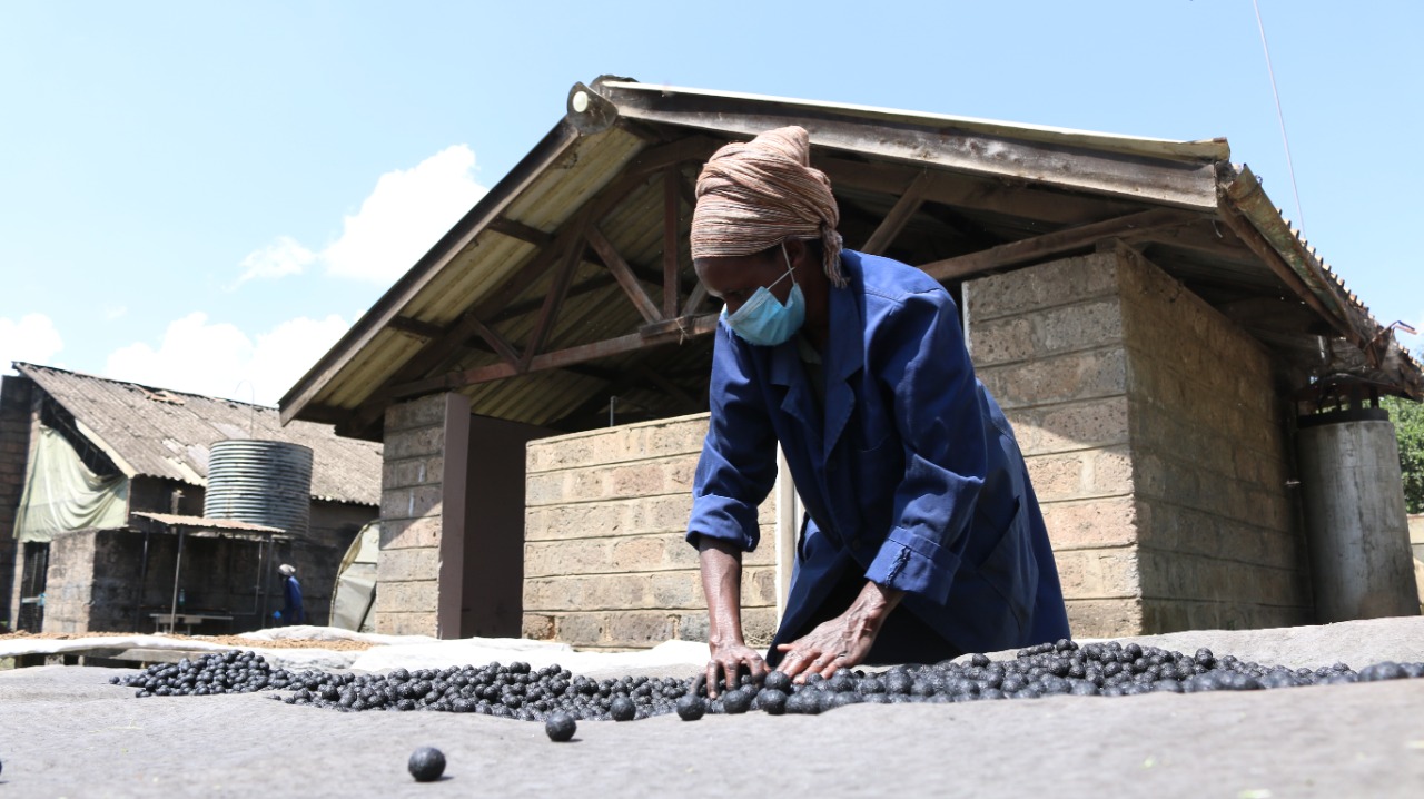 How charcoal coated seeds are reversing deforestation in Kenya