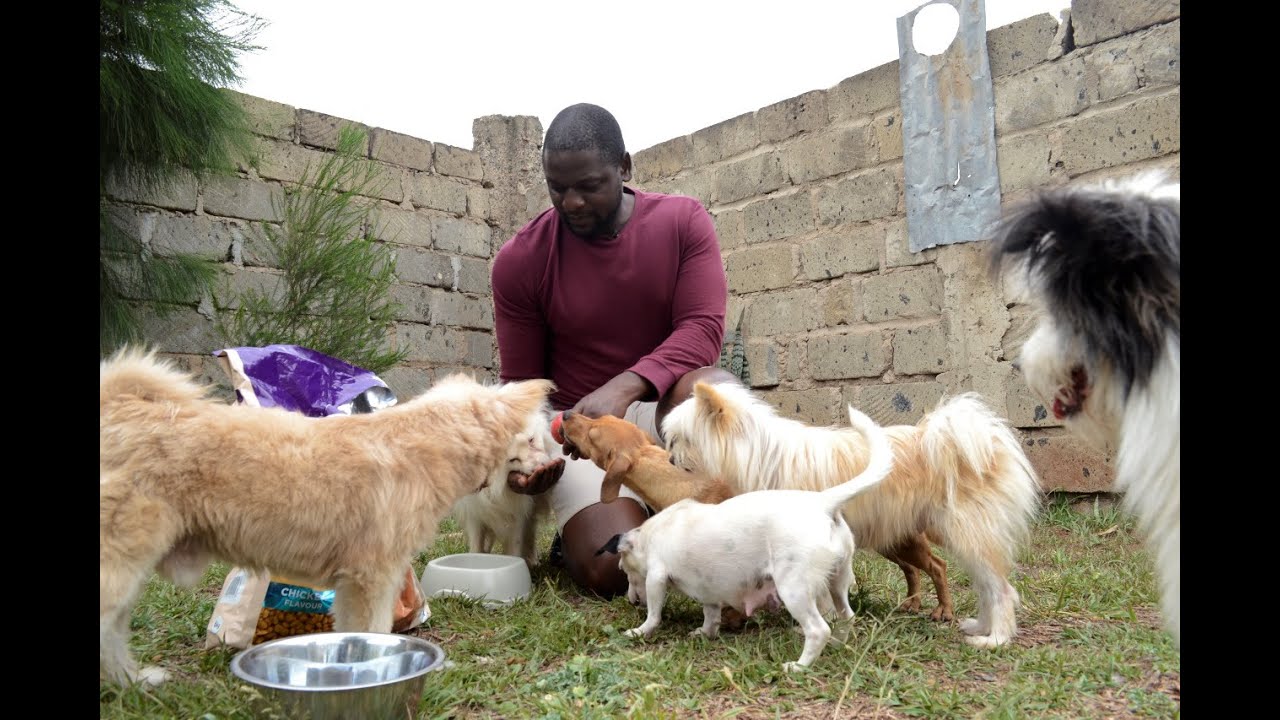 Picking a ‘doggy’ day care: a dog owner’s worst nightmare