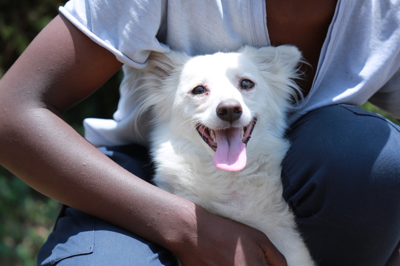Do you own a dog or cat in Nairobi? You need to take it for vaccination