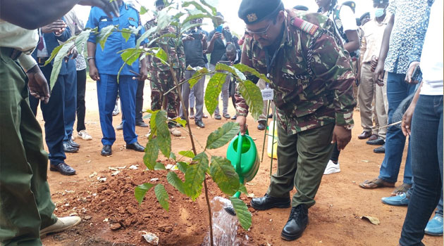 Busia unveils plan to plant 2.5mn tree seedlings