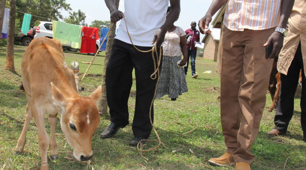 Busia farmers bank on Artificial Insemination to spur milk production