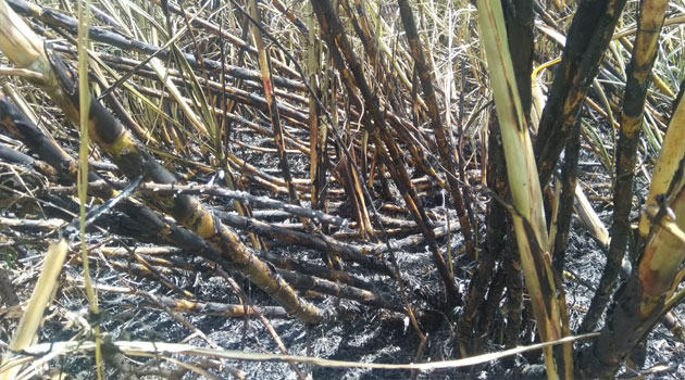 Narok: 70-acre cane plantation razed down in suspected arson