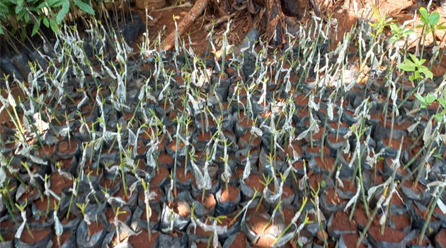 Maragua woman with disability beats odds to establish profitable avocado seedling venture
