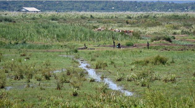 We are being intimidated to drop court case, Yala swamp residents lament