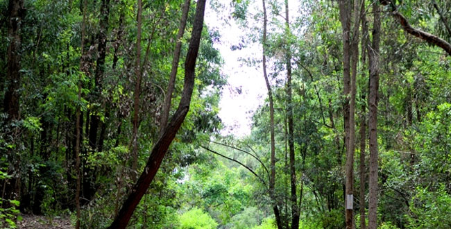Gachagua’s remarks on forest farming attract fierce criticism