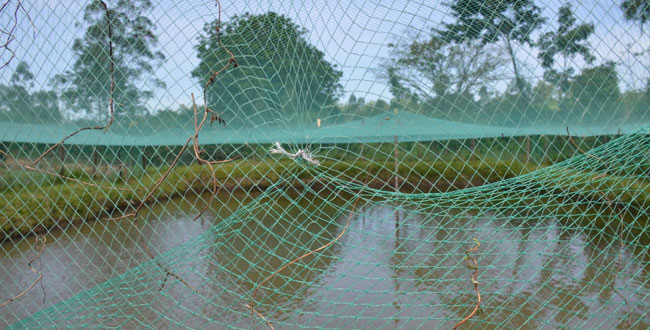 Migori fish farmers advised to rear monosex fish breeds