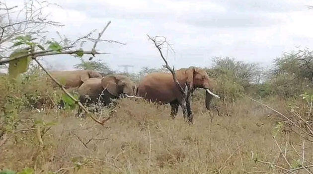 Kajiado residents urged to form conservancies to avert human-wildlife conflict