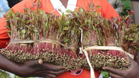 Miraa transporters directed to get operating licenses by December 31