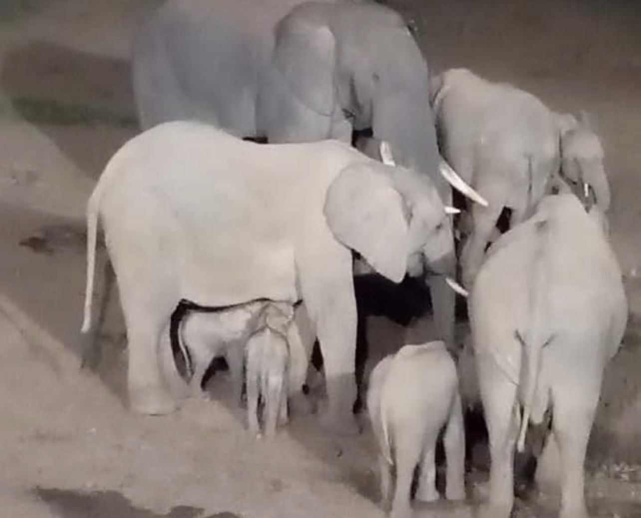 Elephant gives birth to twins in Aberdare National Park, an extremely rare occurance