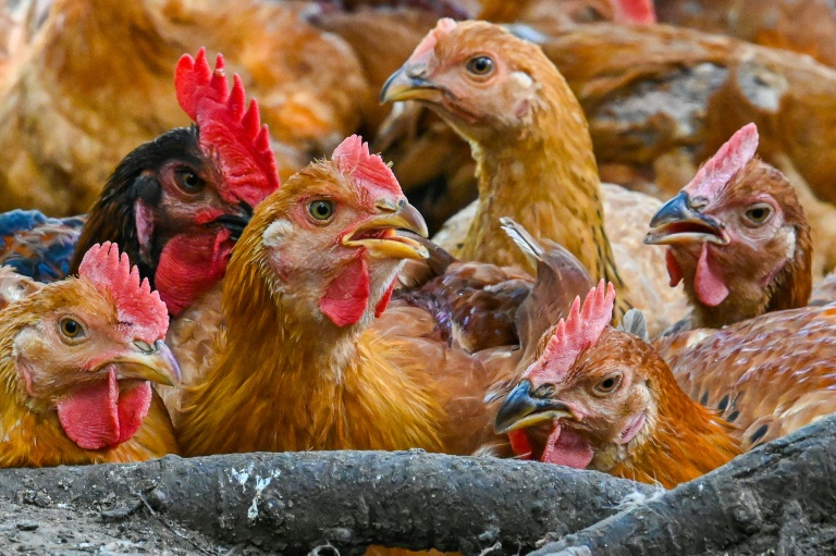 Poultry farmers seek protection from rising foreign competition