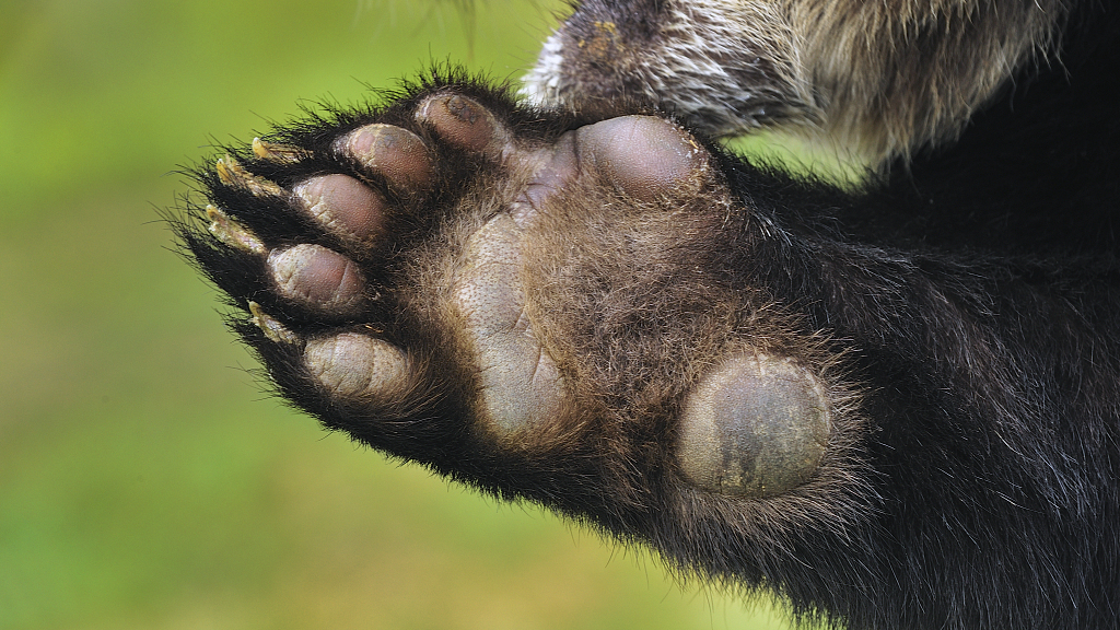Panda Trivia: 6 million years of ‘vegetarian’ life