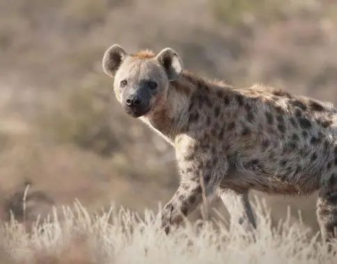 Vets opposed to Wajackoyah’s plan to export Hyena testicals to China