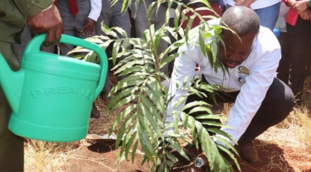 Environment court in tree planting campaign to mark 10th anniversary