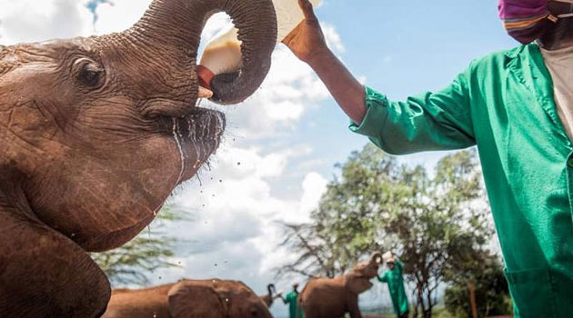 KWS to receive Sh200mn to support famine-hit wildlife, avert human-wildlife conflict